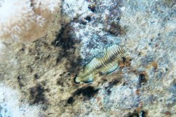 20010617_Shaab_Samaday_Nacht_0003